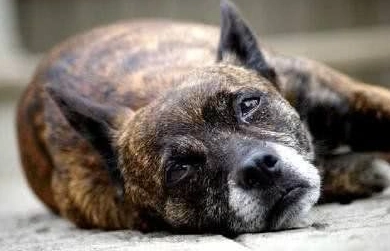 老狗臨終前兆 老狗臨終前兆