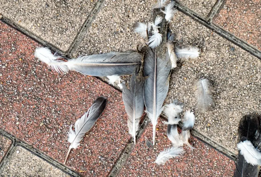 寵物鳥死亡處理 寵物鳥死亡處理