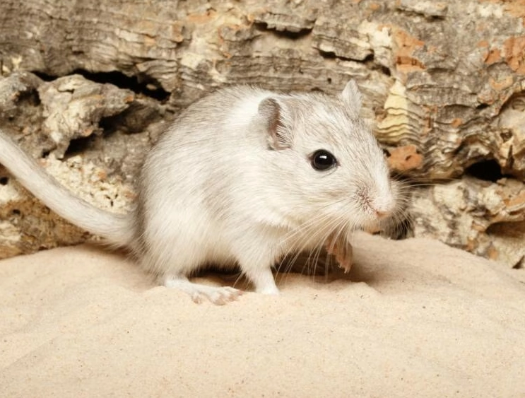 沙鼠飲食指南 沙鼠飲食指南