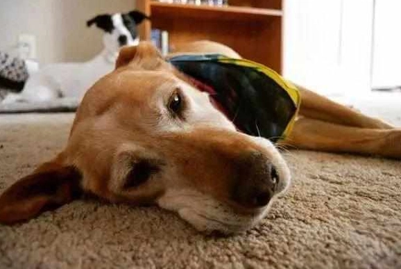 老狗臨終前兆 老狗臨終前兆