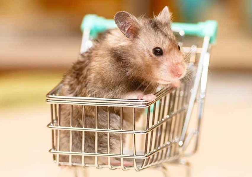 倉鼠會無聊嗎