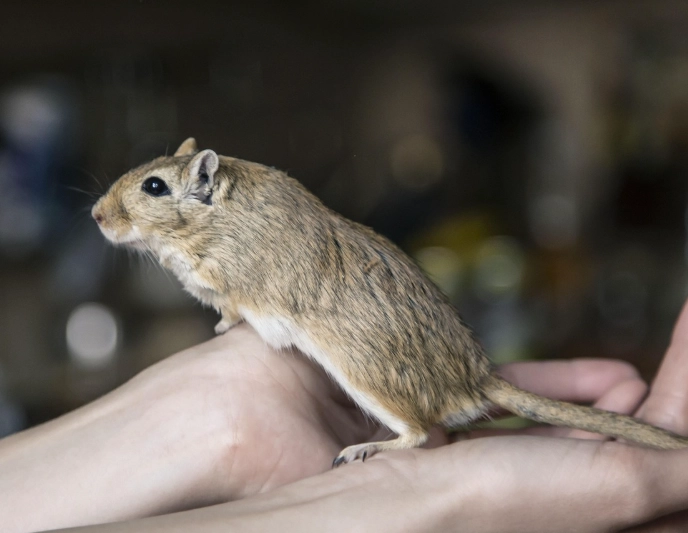 沙鼠籠子選擇 沙鼠籠子選擇