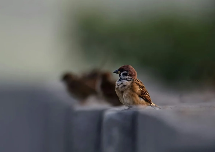 鳥死掉怎麼處理