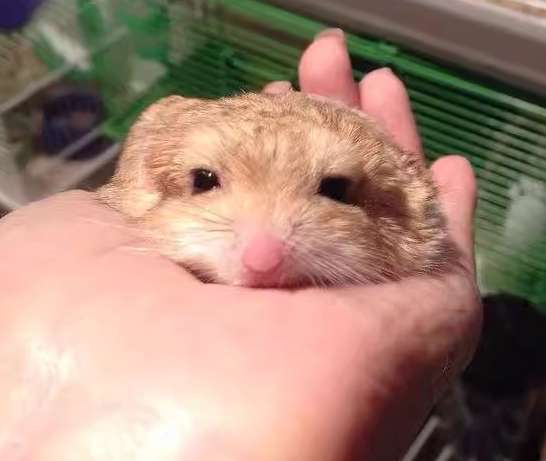 通心粉鼠 互動 通心粉鼠 互動