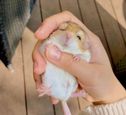 通心粉鼠 個性 通心粉鼠 個性