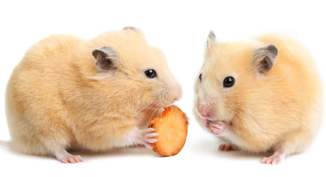 倉鼠玩具推薦 倉鼠玩具推薦