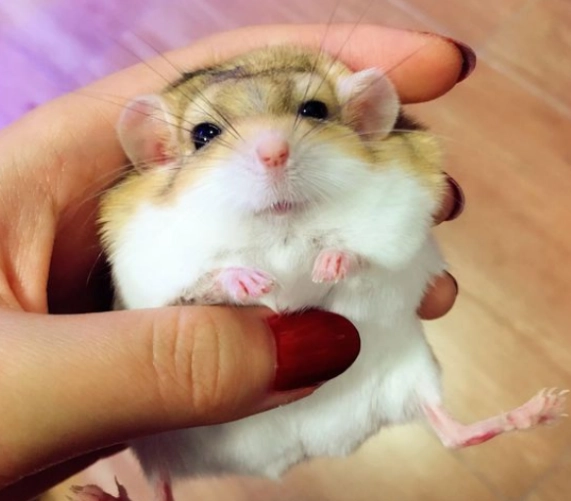 通心粉鼠 互動 通心粉鼠 互動