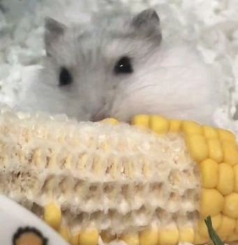 熟玉米 倉鼠