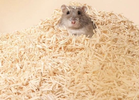 倉鼠墊料更換頻率