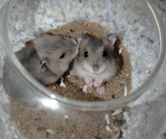 倉鼠合籠 倉鼠合籠