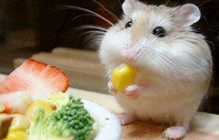 倉鼠飲食禁忌