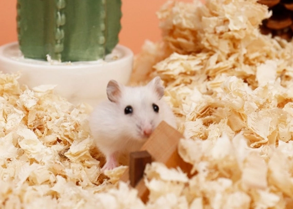 倉鼠墊料更換頻率