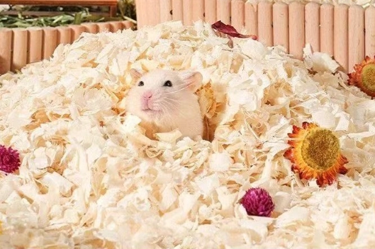 倉鼠窩鋪設