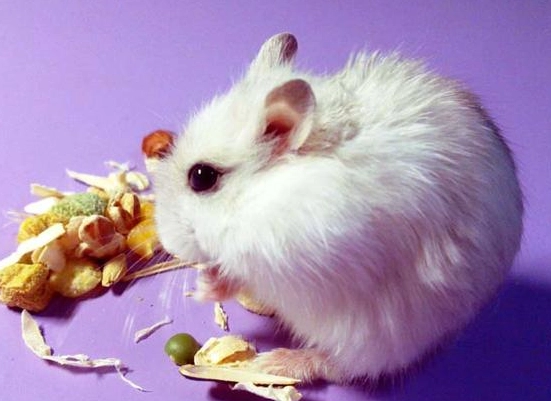 倉鼠合籠 倉鼠合籠