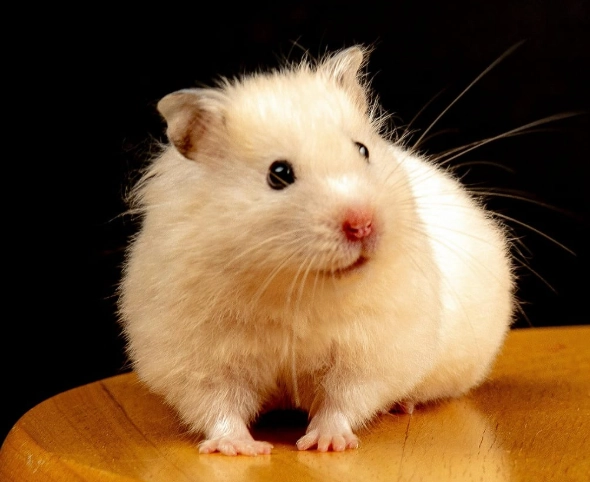 倉鼠 脫水 症狀 倉鼠 脫水 症狀