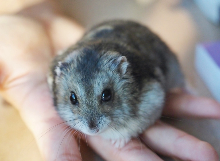 倉鼠 不喝水 倉鼠 不喝水