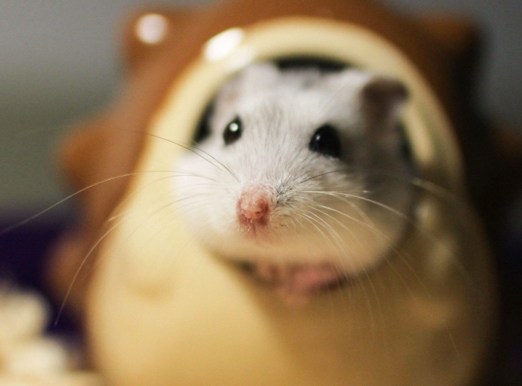 倉鼠飲水器 倉鼠飲水器