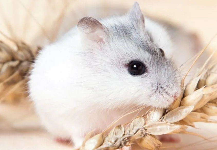 倉鼠 飲水器 推薦 倉鼠 飲水器 推薦