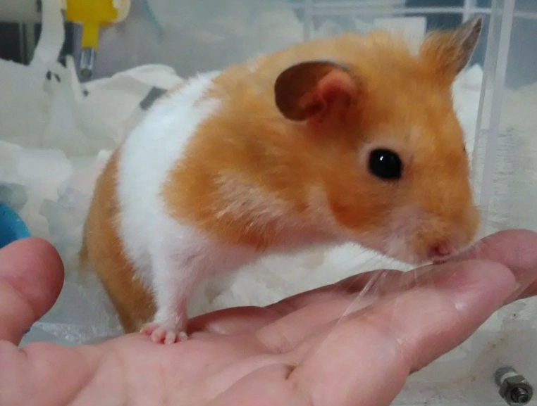 倉鼠脫水症狀 倉鼠脫水症狀