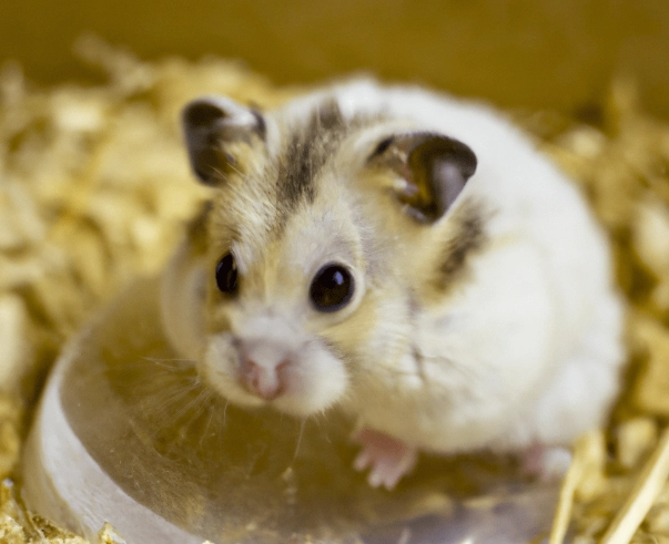 倉鼠便盆訓練 倉鼠便盆訓練