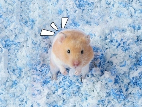 倉鼠墊材推薦