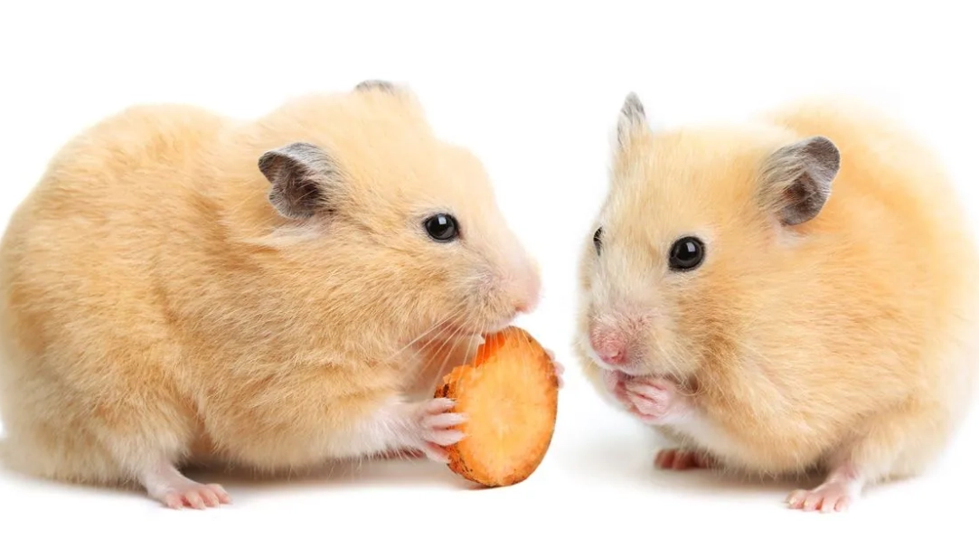 倉鼠脫水症狀 倉鼠脫水症狀