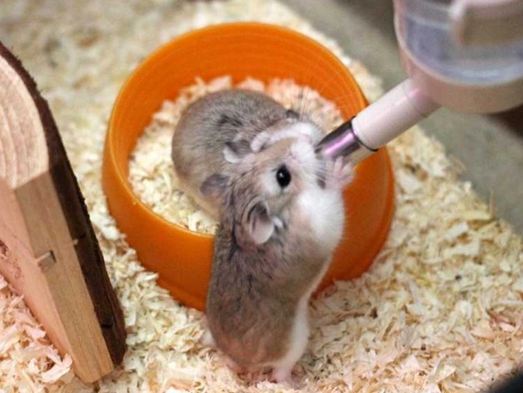 倉鼠需要便盆嗎