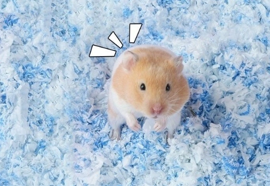 倉鼠墊材 倉鼠墊材