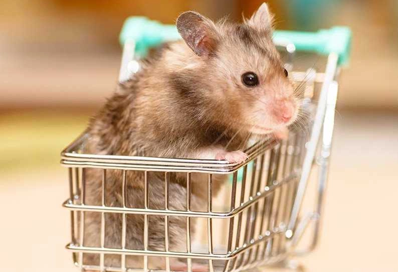 倉鼠廁所 倉鼠廁所