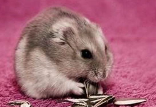 倉鼠定點排泄 倉鼠定點排泄