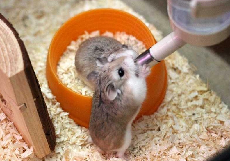 倉鼠 脫水 症狀 倉鼠 脫水 症狀