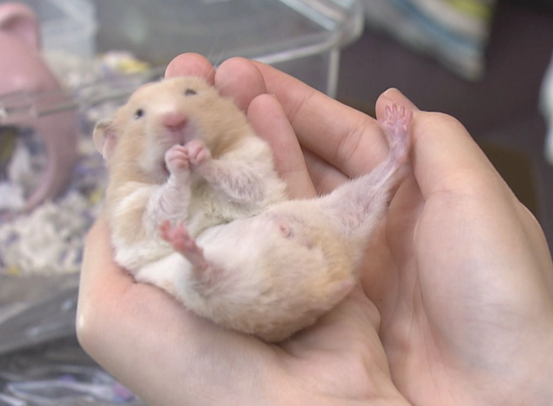 倉鼠飲水器 倉鼠飲水器