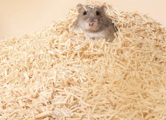 倉鼠木屑 倉鼠木屑