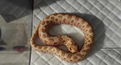 蛇飼養指南