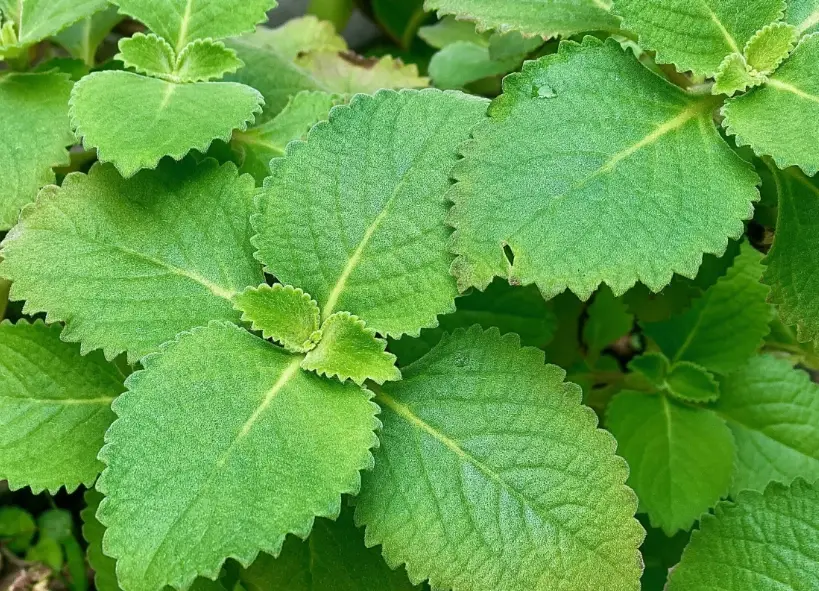 防蛇植物 防蛇植物
