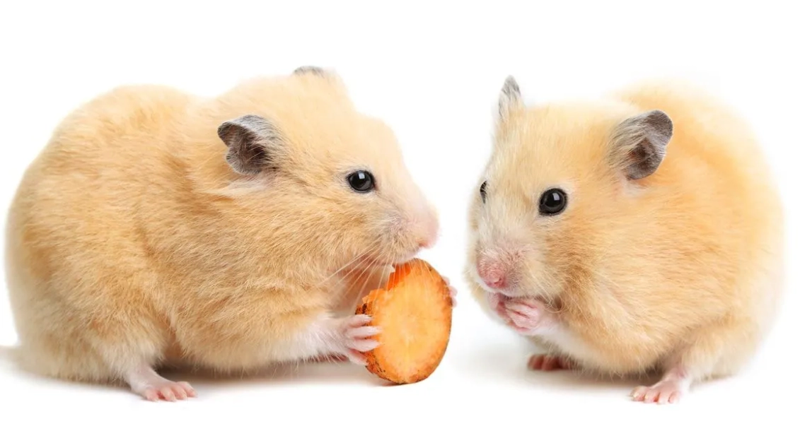 倉鼠打架受傷怎麼辦