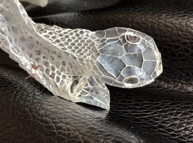 蛇脫皮徵兆 蛇脫皮徵兆