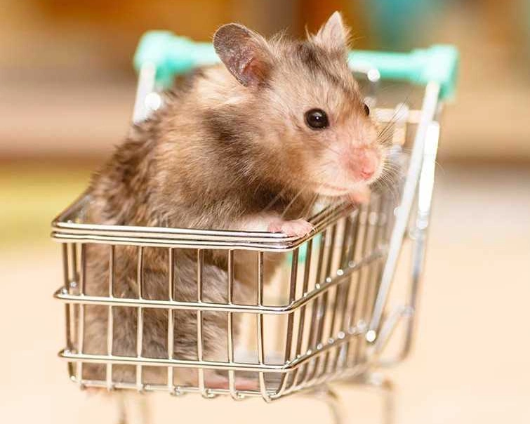 倉鼠打架原因 倉鼠打架原因