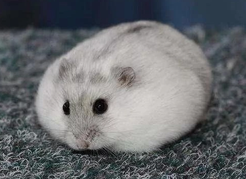 倉鼠打架原因 倉鼠打架原因