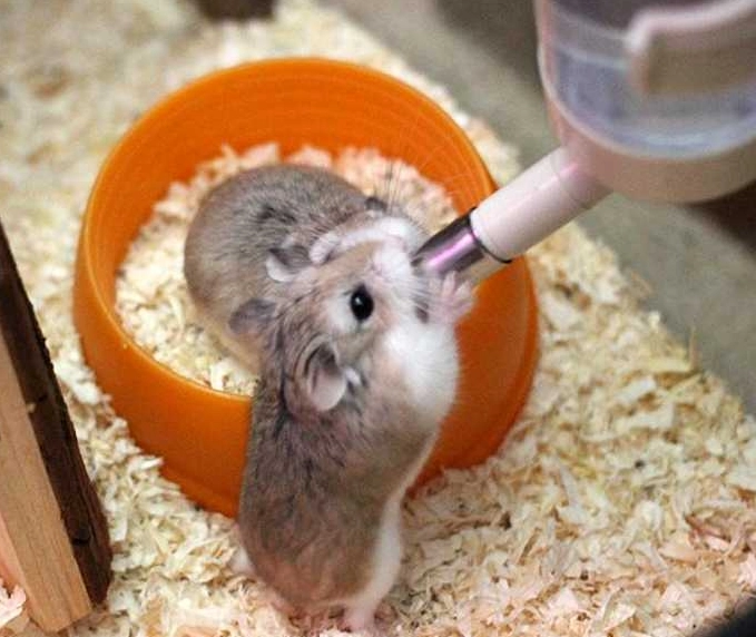 倉鼠打架原因 倉鼠打架原因