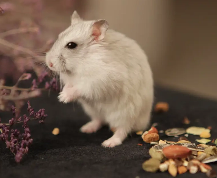 倉鼠受傷處理 倉鼠受傷處理