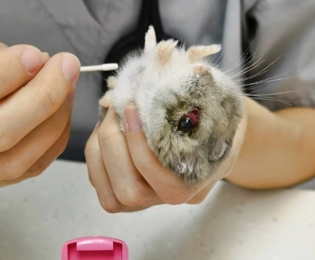 倉鼠受傷護理
