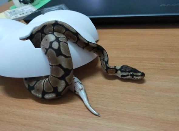 蟒蛇脫皮