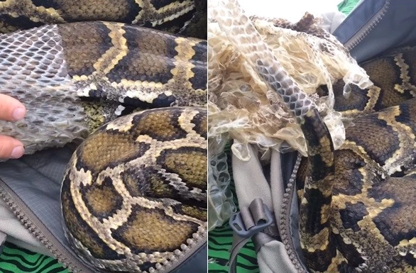 蟒蛇飼養指南