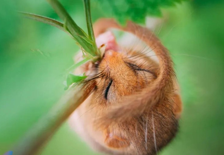 睡鼠咬人