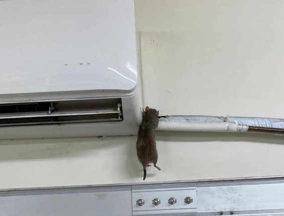 倉鼠冷氣設備
