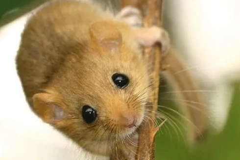 睡鼠飼養