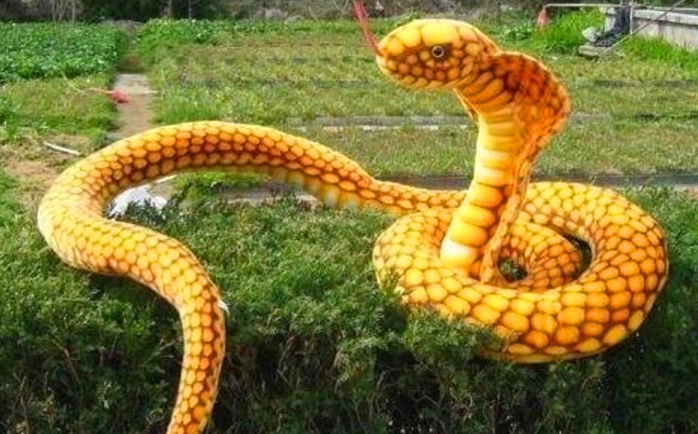 驅蛇植物