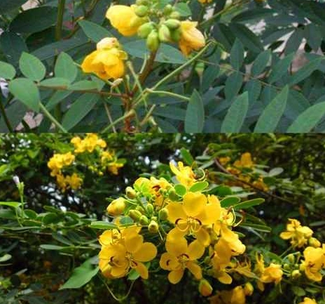 蛇怕什麼花
