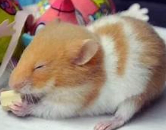 倉鼠壽命延長 倉鼠壽命延長